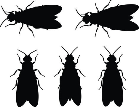 Thrips insect silhouette set. Black tiny winged pests in multiple views. Isolated vector collection for agriculture design, pest control concepts, education, and minimal illustrations.