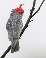 Male gang-gang cockatoo (Callocephalon fimbriatum), Blue Mountains, NSW, Australia.  © Alex Cooper
