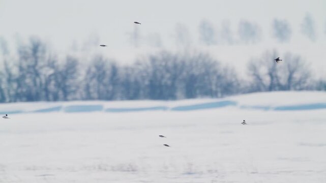 Snow Buntings (Plectrophenax nivalis) in flight. A flock of birds flies over a spring snowfield on a sunny day. Slow motion.
