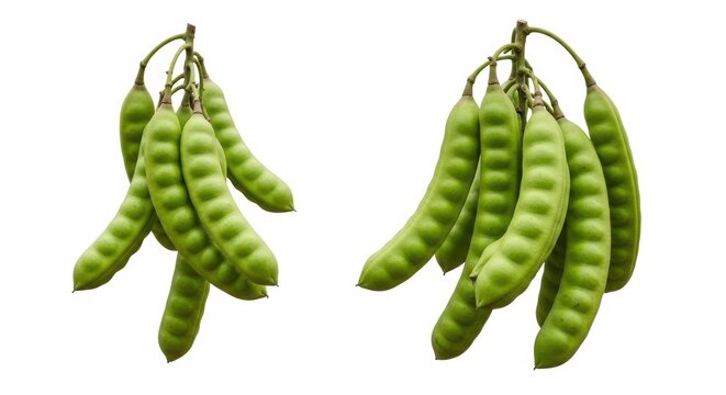 Fresh green petai pods on white background, bitter beans or twisted cluster beans, stinking bean bunches for southeast asian cuisine
