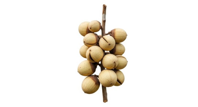 Tropical longkong fruit bunch on white background, fresh organic duku fruits on branch, exotic lanzones cluster for healthy nutrition