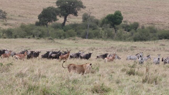 Lioness walking past large mixed prey herd of zebras wildebeest and topi on the Masai Mara plains, African lioness on the move with herd alert in background, Kenya wildlife 4K B-roll