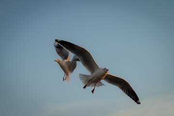 Obraz premium Seagulls Flying in a Clear Sky Over Water at Dusk