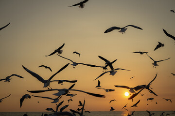 Fototapeta premium Flock of Birds in Flight Against a Beautiful Sunset Over the Ocean