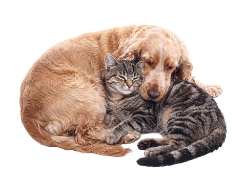 A peaceful golden cocker spaniel dog and a tabby cat are curled up together, sleeping soundly.