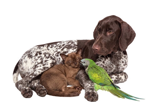 Chocolate German Shorthaired Pointer dog, brown Burmese cat, and green parrot together. Isolated on transparent.