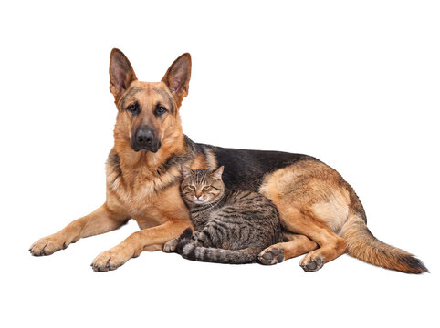 Loyal German Shepherd dog and a curious tabby cat looking directly at camera, isolated on transparent background.