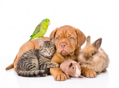 Vibrant group of young domestic animals standing together: a puppy, tabby cat, parrot, rabbit, and guinea pig, isolated.