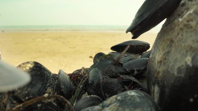 Natural cluster of sea shells and mussels washed ashore on a coastal beach during low tide.

