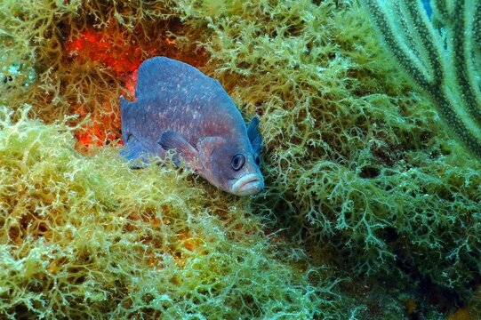 Poisonous fish (Greater soapfish, Rypticus saponaceus) on the coral reef. Animal detail, underwater photo from reef exploration. Scuba diving with the marine life. Travel picture, reef and fish.