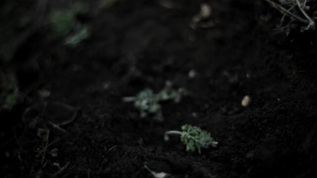 Extreme close-up of medieval warrior's bare hand grabbing and feeling dark soil on the ground. Powerful primal tracking detail shot &mdash; cinematic historical reenactment footage for action and survival c