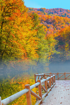 Autumn forest landscape reflection on the water with - Autumn landscape in (seven lakes) National park of  Yedigoller, Bolu 