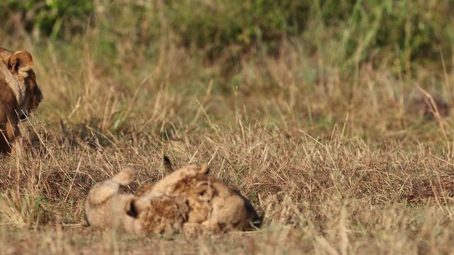 African lion cubs play wrestling in the grass on the Masai Mara plains, sibling cubs tumbling near resting lioness in golden morning light, Kenya wildlife 4K B-roll