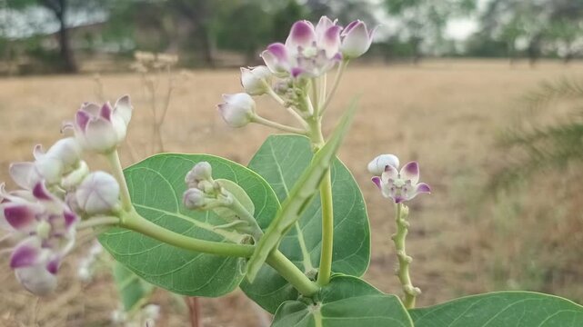 Macro shot of Crown Flower buds and purple Calotropis gigantea blossoms with green leaves in golden hour sunlight
