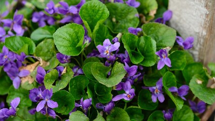 Naklejka premium Wild purple violet flowers blooming in nature.