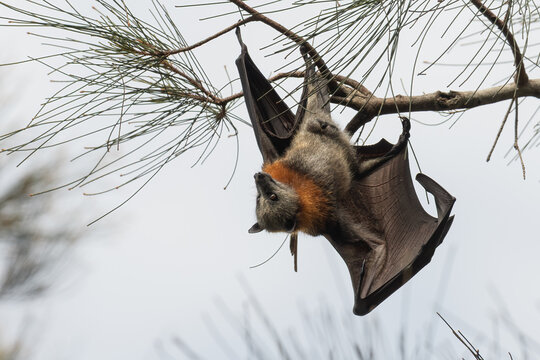 Grey-headed flying fox (Pteropus poliocephalus), Australia's largest bat species, roosting in the day time, Sydney, NSW.