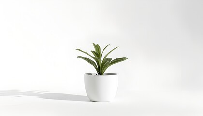 Fototapeta premium Potted plant isolated