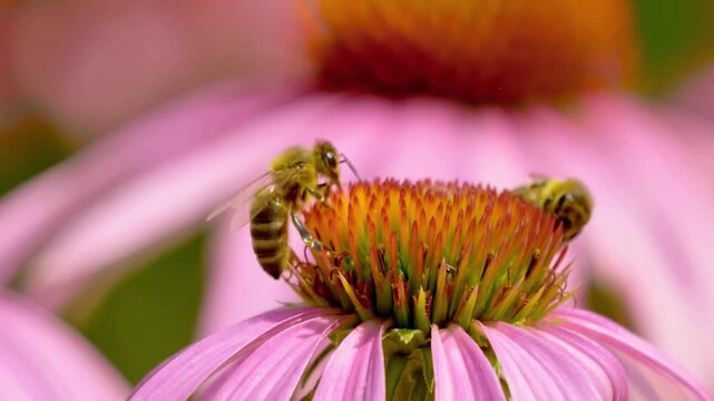 Nature concept featuring industrious bees working on a bright pink Echinacea wildflower during a beautiful spring day.