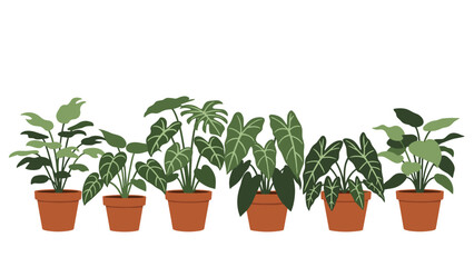 Fototapeta premium Collection of various green houseplants in terracotta pots arranged in a line against a clean white background.