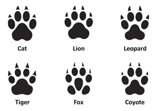 Animal tracks identification guide, cat lion leopard tiger fox coyote prints, paw footprint comparison chart, wildlife tracking reference illustration, detailed footprint shapes and patterns, educatio