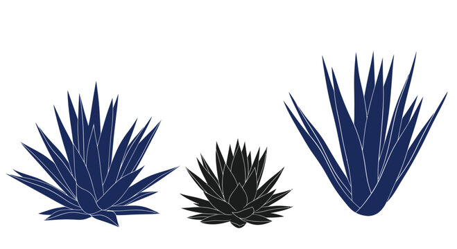 Agave Plant Silhouettes: Blue and Black Succulents on White Background