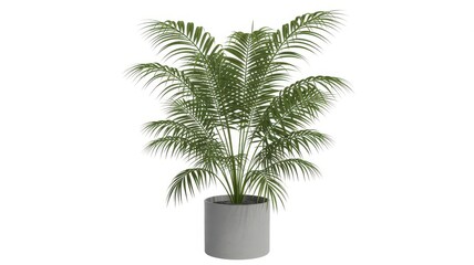 Obraz premium Large green potted palm tree plant isolated on white background