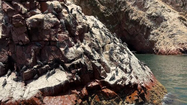 Cinematic wide shot of Inca tern colony resting on steep rocky cliff face along coastal island near Paracas National Reserve, Peru