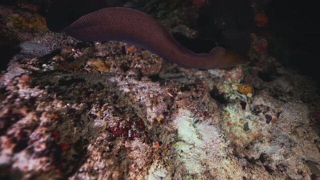 Night diving in the Red sea near Egypt. Night huntress a giant Moray eel. Underwater landscape, rocky pinnacles, canyons, walls and caves. Beautiful array of marine life ready for exploration.