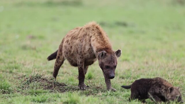 Spotted hyena adult with cubs foraging on green grass meadow on the Masai Mara plains, mother hyena and pups exploring near the den, Kenya wildlife 4K B-roll