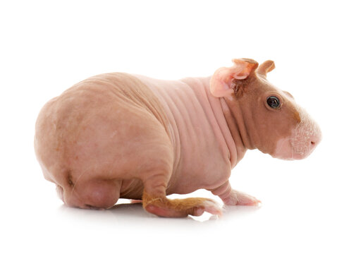 skinny guinea pig