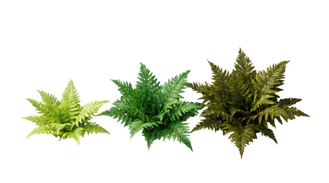 Three different colored fern plants isolated on transparent background with green leaves