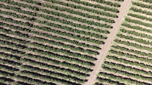 A high-angle drone shot capturing the repeating diagonal lines and textures of a modern olive plantation in the Barbate river valley.