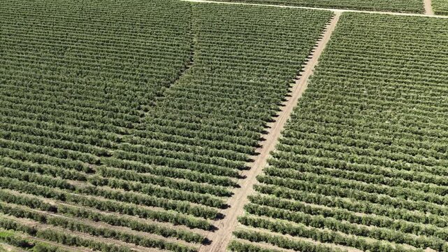 Vertical aerial perspective moving over perfectly aligned olive trees and dirt access roads in the agricultural region of Rio Barbate.