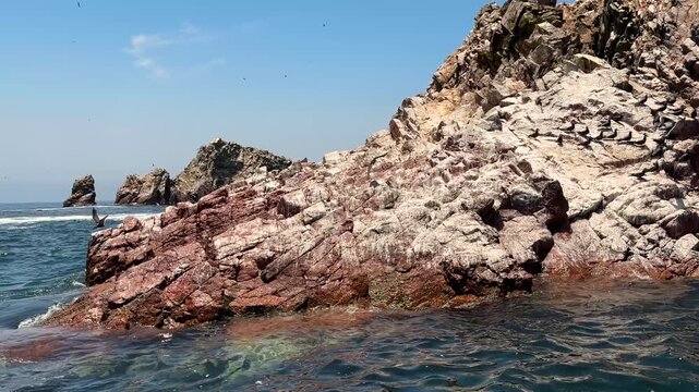Cinematic close-up of rocky sea stack covered with Inca terns taking flight, dramatic bird movement over coastal island cliffs near Paracas National Reserve, Peru