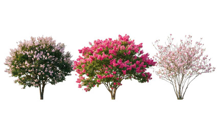 Fototapeta premium Three flowering trees with pink and purple blooms isolated on transparent background