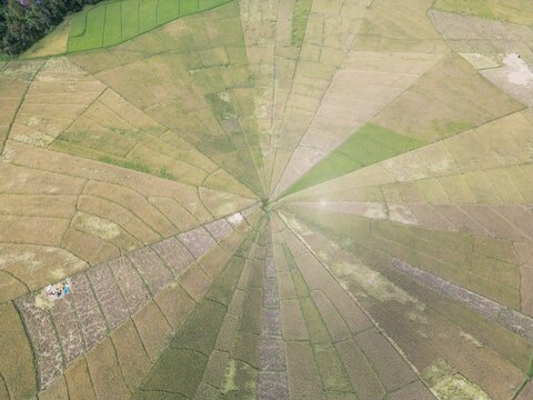 Aerial view of spider web rice fields with unique radial patterns and lush green and golden agricultural plots in Labuan Bajo, East Nusa Tenggara, Indonesia.