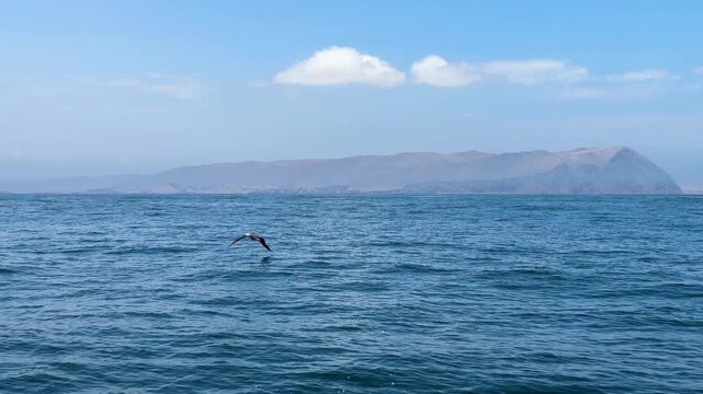 Cinematic tracking shot of seabird flying low over ocean alongside moving boat, parallel motion over Pacific waters near Paracas National Reserve, Peru