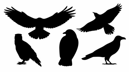 Obraz premium Set of black silhouette birds flying and standing eagles and vultures on white background wildlife icons