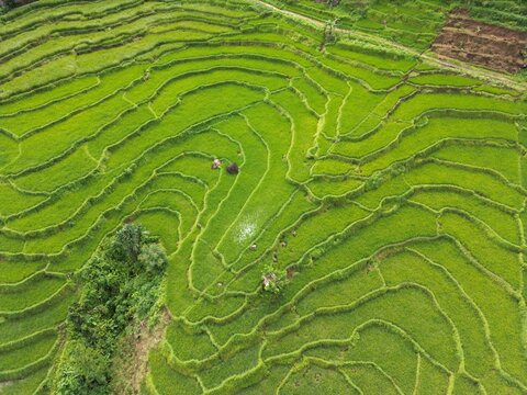 Aerial view of vibrant green terraced rice fields with curved agricultural patterns and lush tropical vegetation on Flores island Labuan Bajo, East Nusa Tenggara, Indonesia.