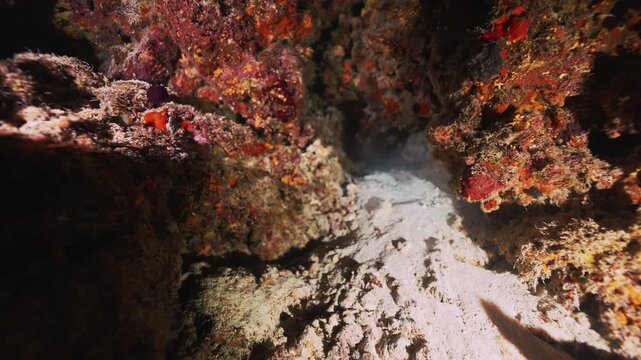Night diving in the Red sea near Egypt. Night huntress a giant Moray eel. Underwater landscape, rocky pinnacles, canyons, walls and caves. Beautiful array of marine life ready for exploration.