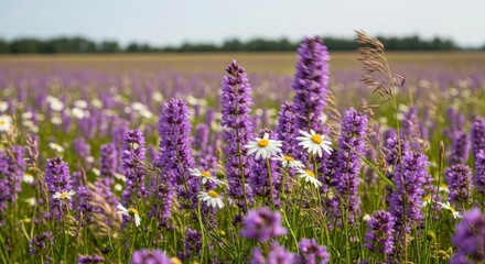 Fototapeta premium A captivating field of vibrant purple wildflowers and white daisies in full bloom during a sunny summer day.
