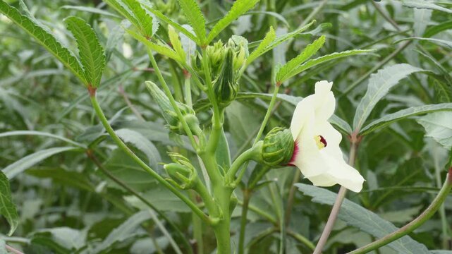 Fresh okra vegetable plants and flowers