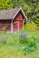 Lupin flowers in bloom on a meadow by a red shed © Lars Johansson
