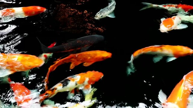 Koi, beautiful pet fish, beautiful fish, freshwater fish living together in groups