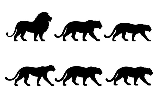 Set of Wild Cat Silhouettes Featuring Lion Tiger Leopard and Panther Solid Black Icons of African and Asian Predators Isolated on White Background for Wildlife Conservation and Nature Design