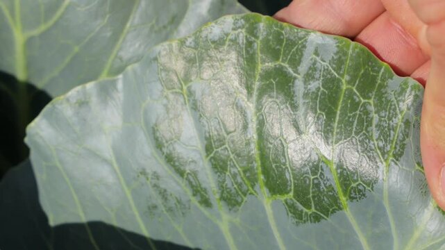 Extreme close-up of agronomist hand wiping cabbage leaf surface, revealing natural wax coating that protects the plant from pests such as thrips, detailed texture and plant protection concept