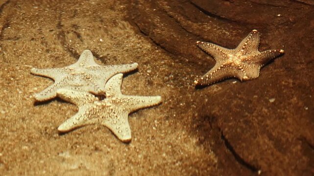Crown of thorns Starfish, Blue Starfish, Chocolate Chip Starfish, Red Knob Sea Star, Sand-sifting Starfish, Brittle Star, Sunflower Sea Star, Royal Starfish, Granulated Sea Star, Common Sea Star Fish.