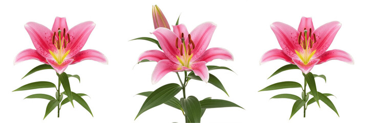 Elegant Pink Lily Flower Blossom Botanical Isolated PNG Transparent Background for Wedding Floral Design and Spring Greetings © Qari