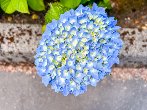 Vibrant Blue Hydrangea Bloom