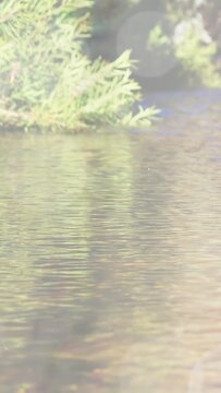 Vertical video: Camera panning, water rippling, reflecting, left shrub staying, centering water